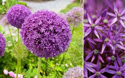 Allium: faszinierende Blütenbälle Beitragsbild_Allium