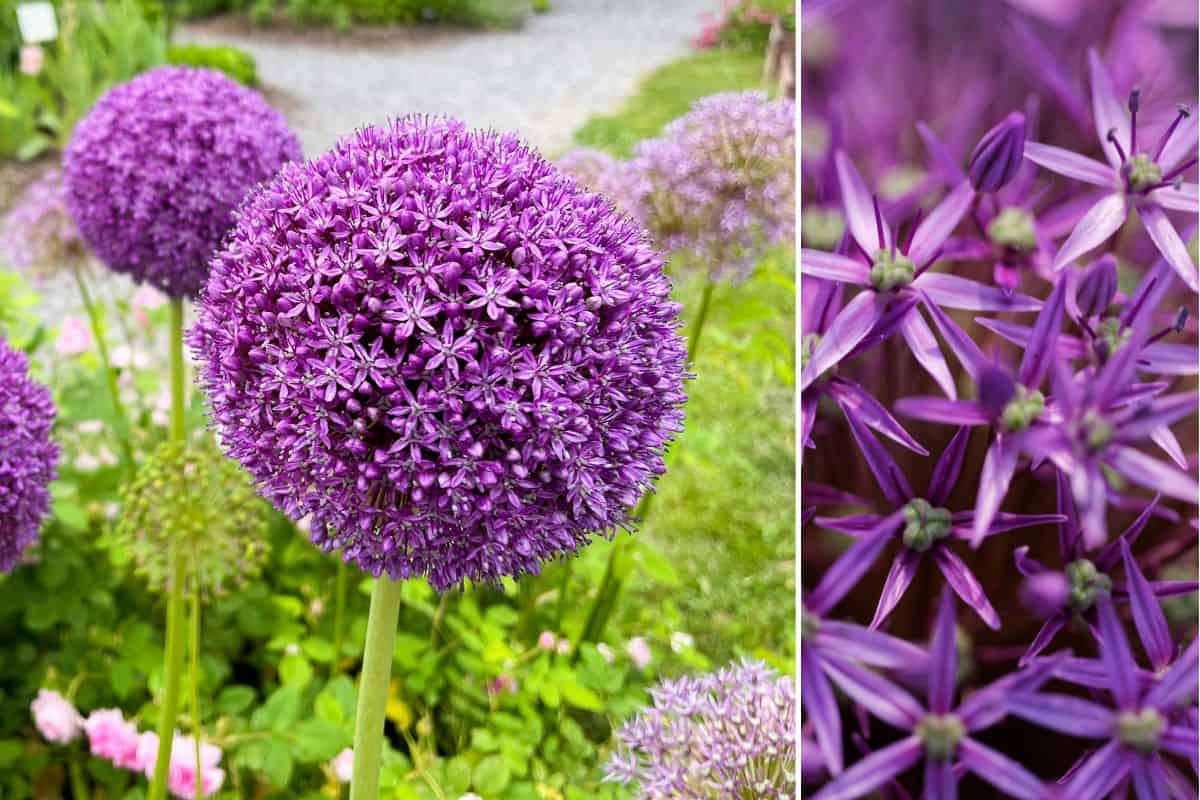 Allium: faszinierende Blütenbälle Allium: faszinierende Blütenbälle