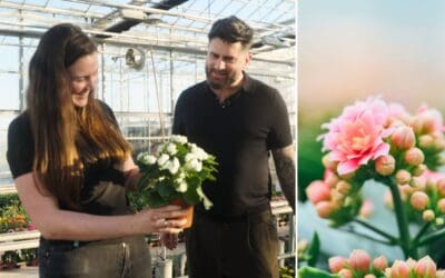 Grower for a Day: Michael Perry zu Gast bei Decorum Züchtern – Teil 5 Beitragsbild