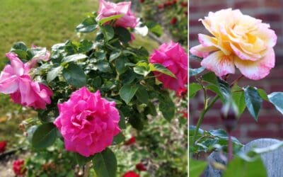 Rosen für heiße Sommer - Blütenfülle trotz Hitze und Trockenheit Beitragsbild