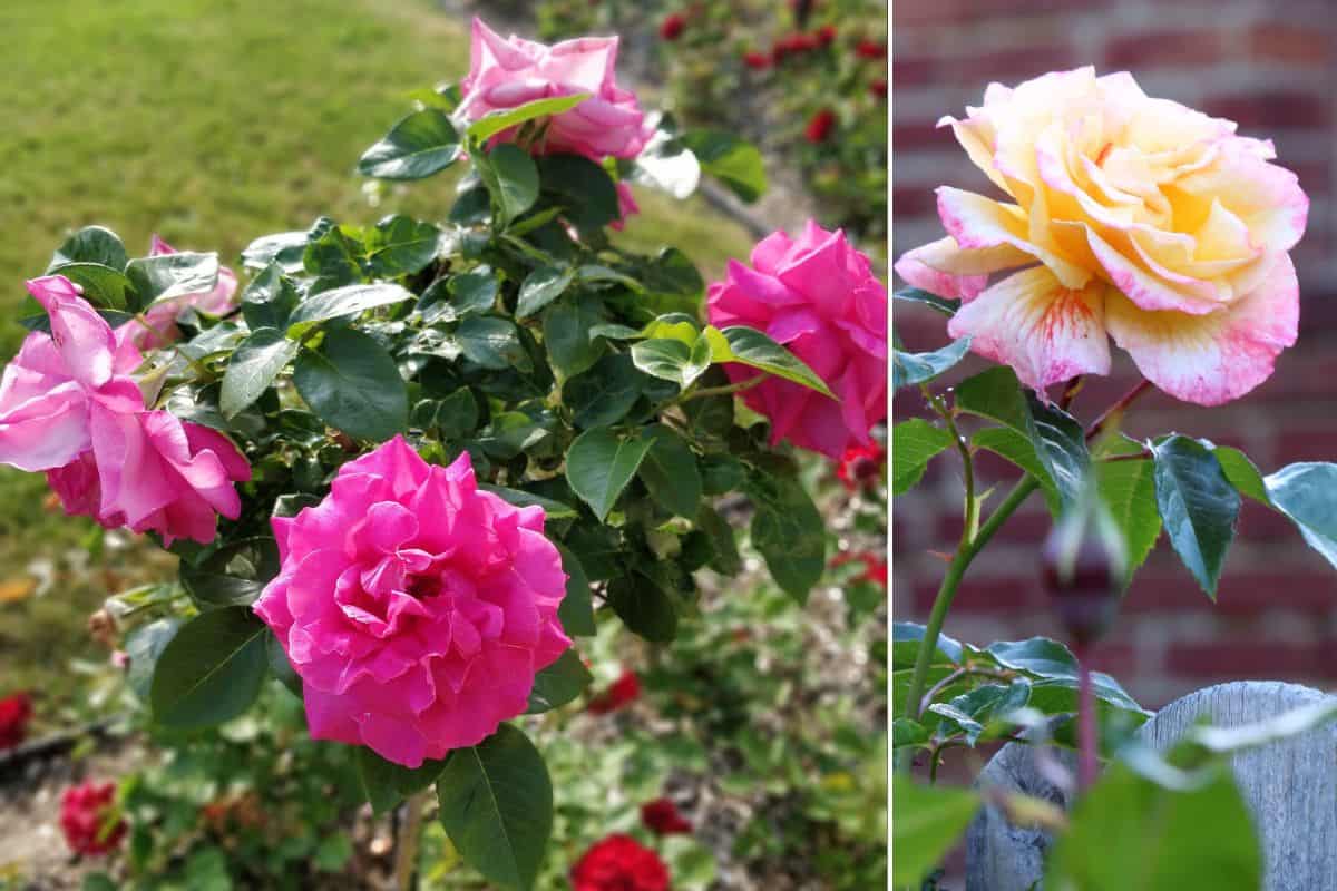 Rosen für heiße Sommer – Blütenfülle trotz Hitze und Trockenheit Rosen für heiße Sommer – Blütenfülle trotz Hitze und Trockenheit
