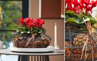 Weihnachtliche Pflanzenklassiker modern interpretiert Beitragsbild
