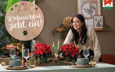 Weihnachten zieht ein – Starke Ideen für den Weihnachtsstern-Verkauf! Großfläche 2