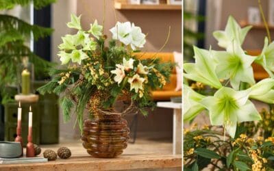 Winterliches Glow-up mit Amaryllis Beitragsbild