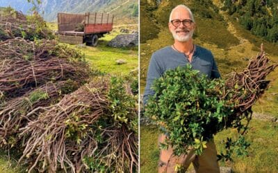 Die Alpenrose als Werkstoff Beitragsbild