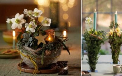 Christrosen - Winterliche Blütenschönheit Beitragsbild2